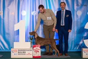 slovakian-wire-haired-pointer-danibull-brownie-(10)